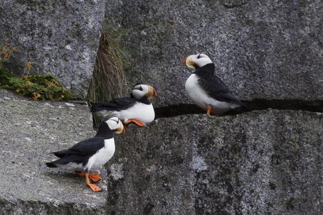 090 Seward, Kenai Fjords NP, Gehoornde Papegaaiduiker.jpg